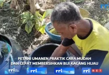 Petani Umanen Praktik Cara Mudah dan Cepat Membersihkan Biji Kacang Hijau