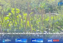 Budidaya Melon Menjadi Peluang Bisnis Menjanjikan di Belu