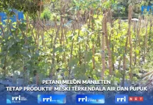 Kendala Pupuk dan Air Tidak Halangi Petani Manleten Pacu Produktivitas Melon
