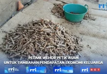 Tuntutan Hidup Warga Tani di Belu Berjualan Asam Peroleh Tambahan Pendapatan