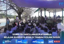 Siswa SD Santa Angela Atambua Belajar Budidaya Ikan di Tambak Kolam Susuk