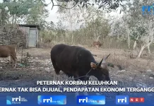 Peternak Korbau Keluhkan Ternak Tak Bisa Dijual, Pendapatan Ekonomi Terganggu