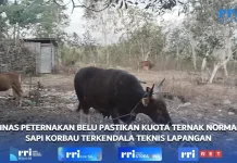 Dinas Peternakan Belu Pastikan Kuota Ternak Normal, Sapi Korbau Terkendala Teknis