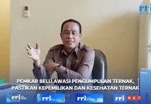 Pemkab. Belu Perketat Pengawasan Pengumpulan Ternak Sapi untuk Antar-Pulau
