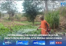 Budidaya Sayur Petani Manleten Raup Omzet Belasan Juta