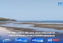 Air Laut Surut, Tangkapan Nelayan Pesisir Belu Berkurang