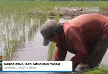 Stok Terbatas, Harga Benih Padi di Banjarmasin Naik Tajam