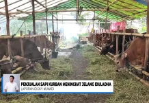 Penjualan Sapi Kurban di Barito Kuala Mulai Meningkat jelang Iduladha