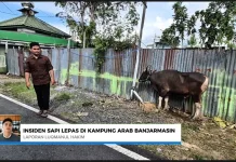Sapi Kurban Mengamuk, Warga Kampung Arab Banjarmasin Meninggal Dunia
