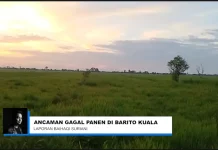 Petani Anjir Muara Lama Terancam Gagal Panen, Kerusakan Padi Capai 70 Persen