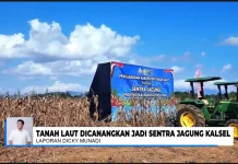 Tanah Laut Resmi Jadi Sentra Jagung Kalimantan Selatan