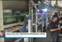 Pemadaman Listrik Ancam Usaha Pedagang Ikan Hias
