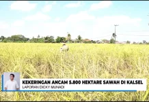 Kemarau Ancam 5.800 Hektare Sawah di Kalsel