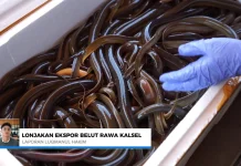 Ekspor Belut Kalsel Meningkat, Tembus Rp10,14 Miliar