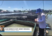 Kemarau Panjang, Pembudidaya Ikan Banua Anyar Merugi
