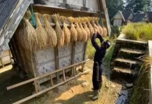 Kasepuhan Cisitu akan Gelar Panen Raya