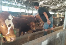 Cara Peternak Cimanuk Pandeglang Menjaga Kesehatan Hewan Kurban