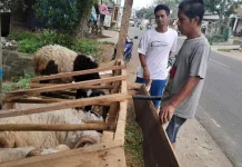 Tip Memilih Hewan Kurban Sehat Sesuai Syariat
