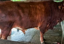 Sapi Asal Cibaliung Terpilih Jadi Kurban Presiden di Kabupaten Pandeglang