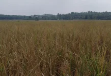 DPKP Pandeglang Turun Tangan Identifikasi Lahan Puso di Pagadungan