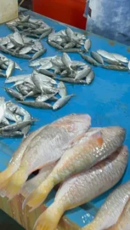 Harga Ikan di Biak Numfor, Alami Lonjakan akibat Cuaca Ekstrim