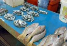Harga Ikan di Biak Numfor, Alami Lonjakan akibat Cuaca Ekstrim