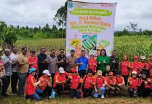 Pemerintah Daerah Biak Numfor melakukan kegiatan Panen Bersama Hasil Pertanian