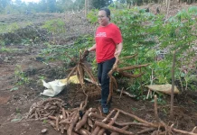 Dukung Ketahanan Pangan, Anggota DPR RI, Ruth Rumkabu Dorong Warga Biak Berkebun