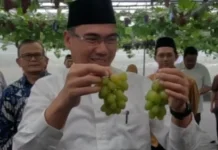 Bulan Ramadhan IPB Panen Anggur hasil Riset dan Budidaya