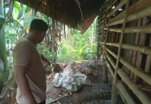 Klarifikasi Polsek Parungpanjang Pencuri Ternak Tewas Dihakimi Warga