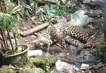 Macan Tutul Berkeliaran di Gunung Mas Puncak Bogor
