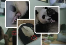 Taman Safari Umumkan Bayi Panda Rio Belum Bisa di Ekspos ke Publik