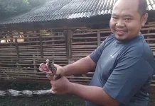 Warga Sukamulya Rumpin Tangkap Ular Sanca Sepanjang 6 Meter