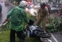 Pengendara Sepeda Motor Meninggal Dunia, Tertimpa Pohon Tumbang di Cibinong
