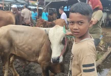 Bocah Kelas 5 SD, Antusias Berjualan Hewan Kurban di Pasar Hewan Kurban Jonggol