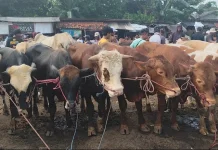 Penjualan Hewan Kurban di Pasar Hewan Kurban Jonggol Menurun