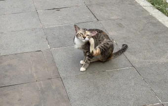 Siapa Pemberi makan Kucing Buangan di Stadion Bima ?