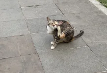 Siapa Pemberi makan Kucing Buangan di Stadion Bima ?