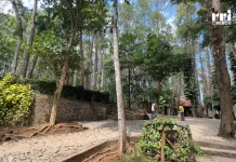 Menghirup udara segar di Hutan Pinus Mangunan