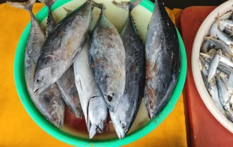 Musim Kemarau Bikin Harga Ikan Laut di Sanggau Melambung