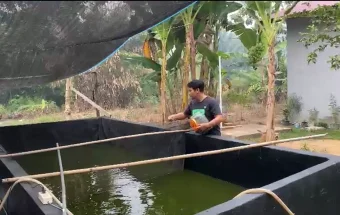 Pakan Mahal Jadi Kendala Pembudidaya Ikan di Sanggau