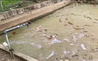 Kemarau Dua Bulan, Produksi Lele di Sanggau Menurun