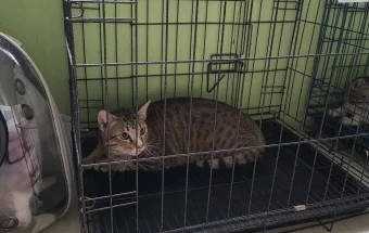 Hari Rabies Sedunia, Sanggau Perkuat Pencegahan Rabies di Perbatasan
