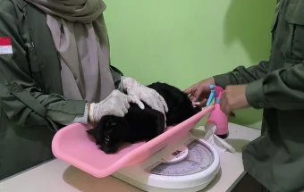 Kuota Terbatas, Minat Kastrasi Kucing di Sekayam Tinggi