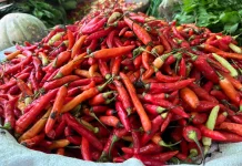 Pasokan Melimpah, Harga Cabai Sanggau Turun