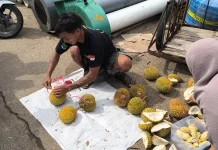 Musim Durian Gerakkan Perekonomian Masyarakat Sanggau