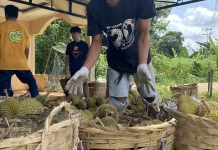 Durian Lokal Jadi Komoditas Primadona di Sanggau