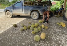 Empat Kecamatan Perbatasan Jadi Sentra Durian Sanggau