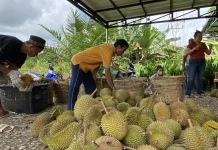 Pemkab Sanggau Ajak Warga Kembangkan Durian Lokal