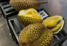 DPRD Sanggau Dorong Pelestarian dan Budidaya Durian Unggul